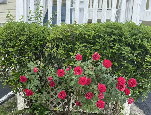 Wadley Inn hotel detail image 2