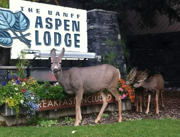 Banff Aspen Lodge hotel detail image 3