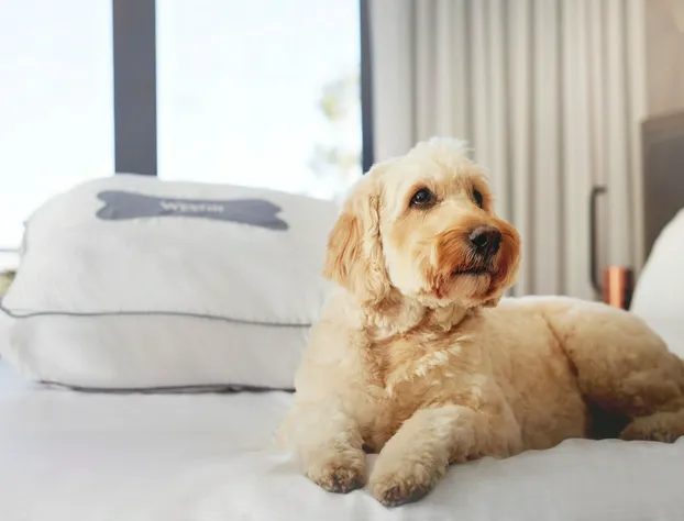 The Westin Monache Resort, Mammoth hotel detail image 4