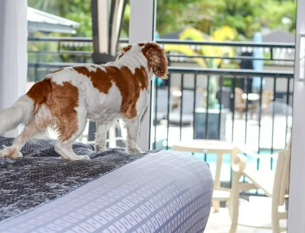 Hollander Boutique Hotel hotel detail image 4