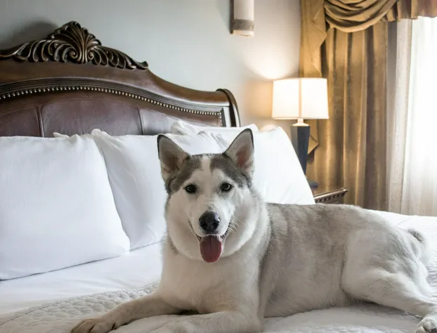 Wyndham Houston near NRG Park/Medical Center hotel detail image 4