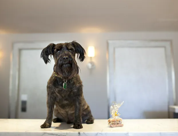 Chateau Victoria Hotel and Suites hotel detail image 2