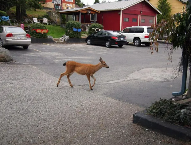 West Coast Motel hotel detail image 3