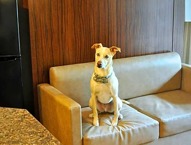 The Christie Lodge - All Suite Property, Vail Valley/Beaver Creek hotel detail image 4