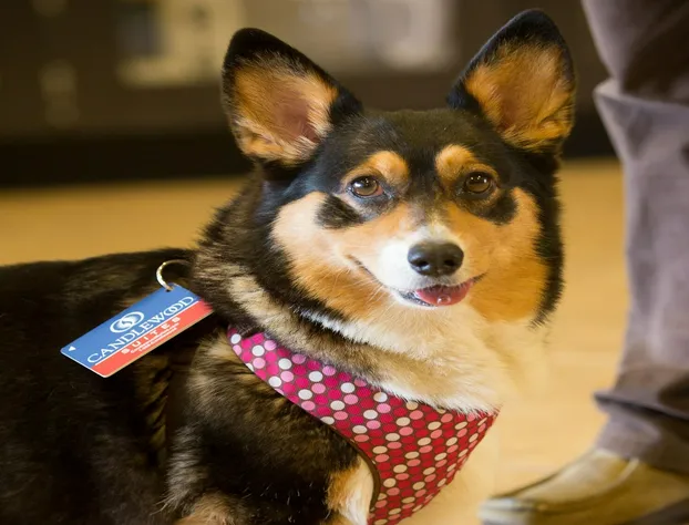 Hilton Garden Inn Springfield, MO hotel detail image 4