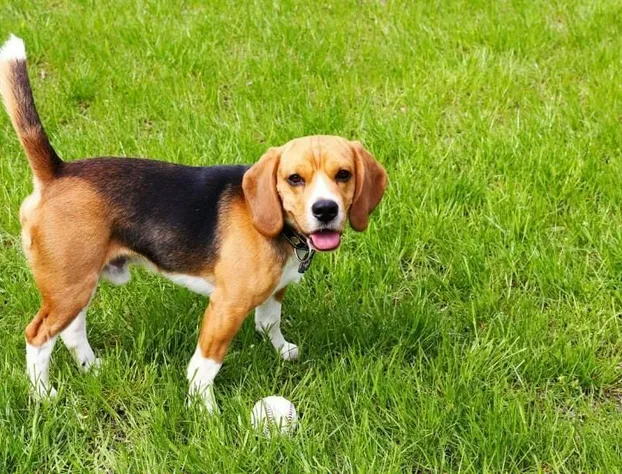 Surrey Inn Ashland hotel detail image 3