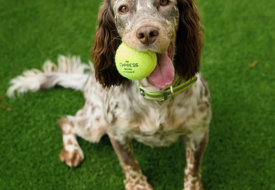 Sol Cypress San Antonio; Marriott Tribute Portfolio hotel hero