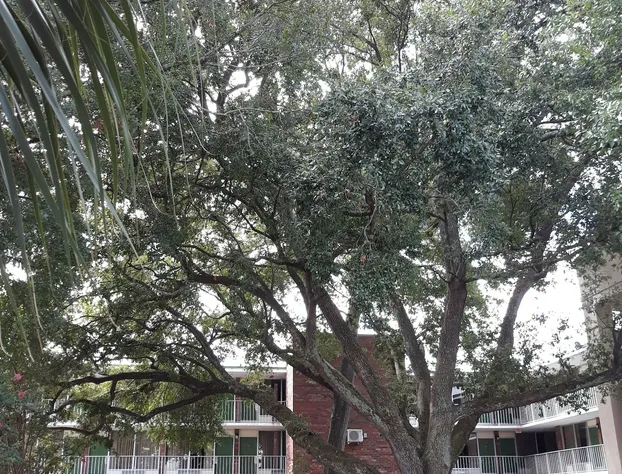 Days Inn by Wyndham Mt Pleasant-Charleston-Patriots Point hotel detail image 1