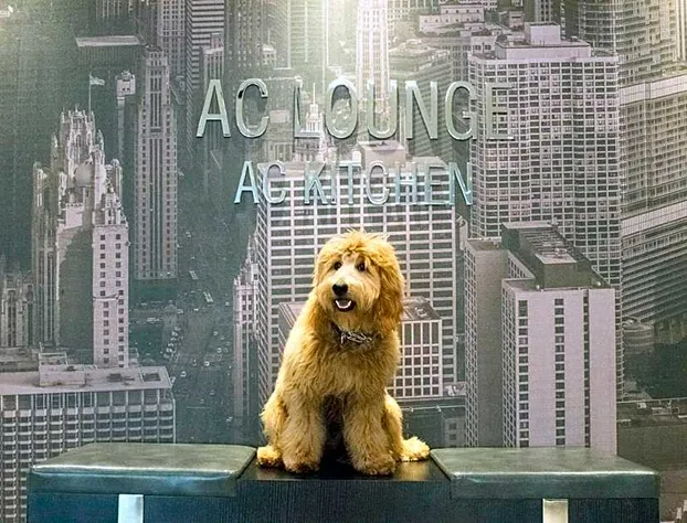 AC Hotels by Marriott Chicago Downtown hotel detail image 1