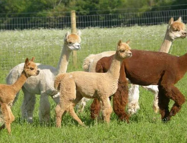 1851 Historic Maple Hill Manor B&B hotel detail image 3