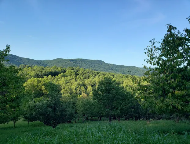 Blue Ridge Manor B&B hotel detail image 2
