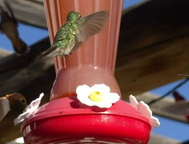 Casa del Gavilan Historic Inn hotel detail image 4
