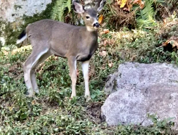 Davis Brook Retreat hotel detail image 2