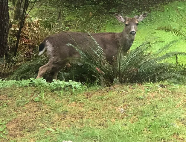 Davis Brook Retreat hotel detail image 3