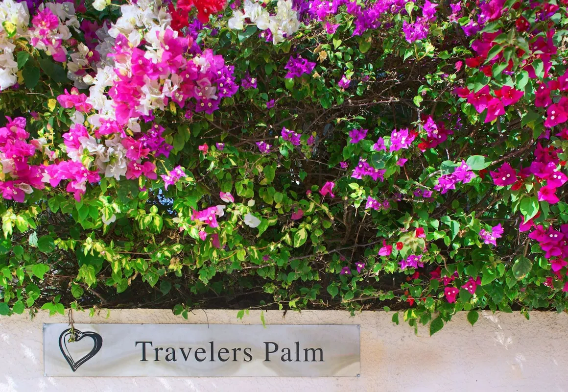 Travelers Palm hotel hero