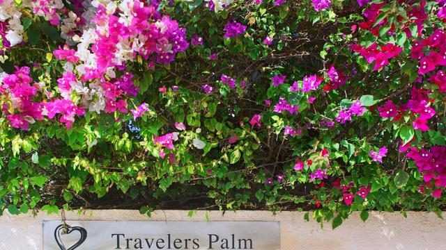 Travelers Palm hotel detail image 1