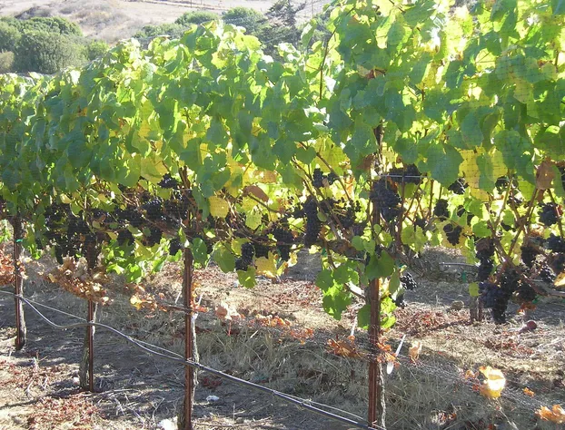 Point Reyes Vineyard Inn hotel detail image 3