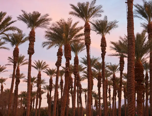 Palm Springs RV Resort hotel detail image 2