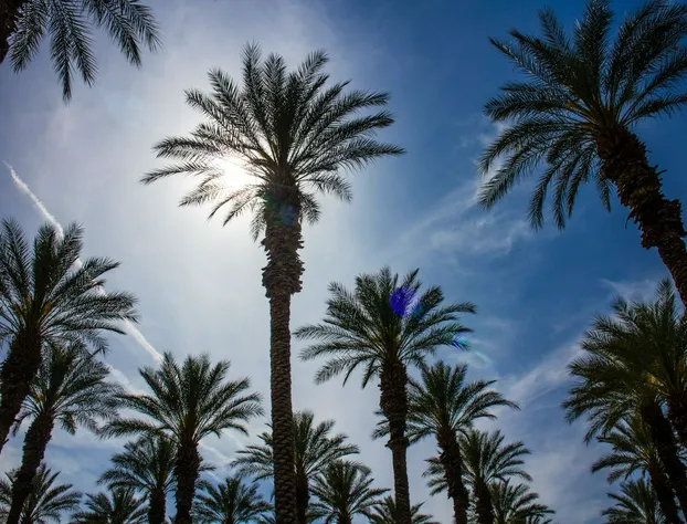 Palm Springs RV Resort hotel detail image 4