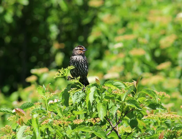 Alpine Lake Resort hotel detail image 4