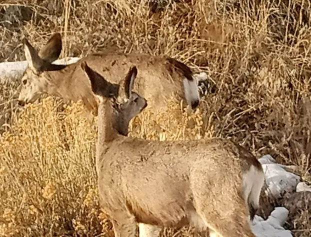 El Rancho Motel hotel detail image 2