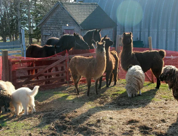 Seaweed and Sod Farm Bed & Breakfast hotel detail image 4