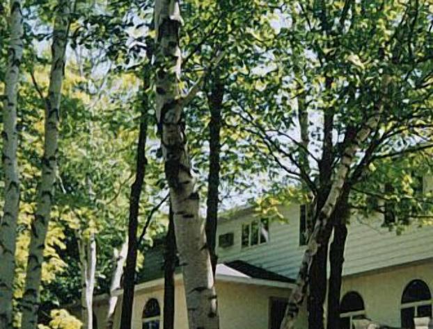 White Birch Inn hotel detail image 2