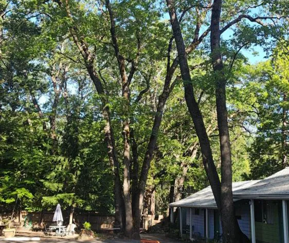 Cedar Lodge Motel hotel detail image 3