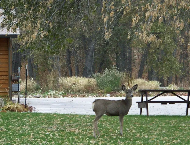 Canyon Lake Resort hotel detail image 4