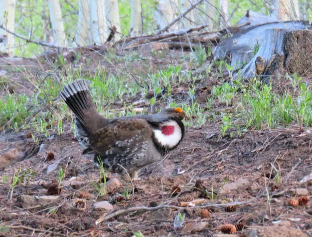 Mein Haus Bed & Breakfast hotel detail image 2