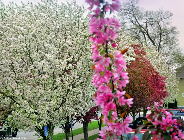 Centerstone Plaza Hotel Soldiers Field - Mayo Clinic Area hotel detail image 4