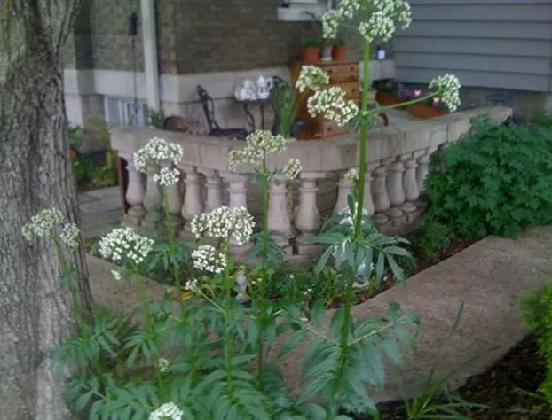Brass Pineapple Inn hotel detail image 4