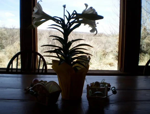 Silver River Adobe Inn hotel detail image 4