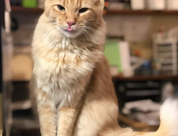 Stagecoach 66 Motel hotel detail image 1