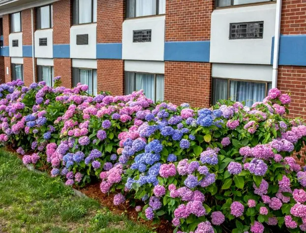 Hyannis Plaza Hotel hotel detail image 1