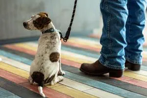 Motel 6 Albany, OR hotel detail image 3