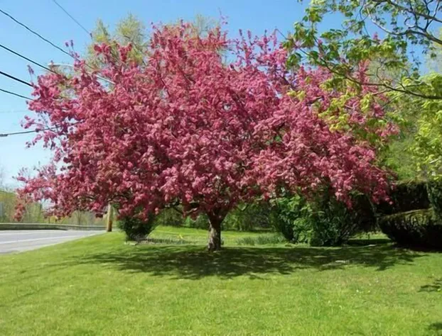 Green Valley Motel hotel detail image 3