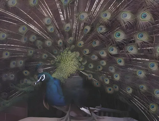 Hassinger Daniels Mansion Bed and Breakfast hotel detail image 3