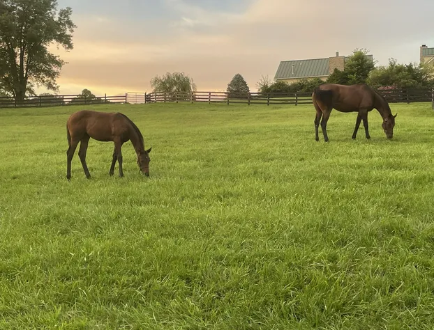 Pillow and Paddock B&B hotel detail image 3