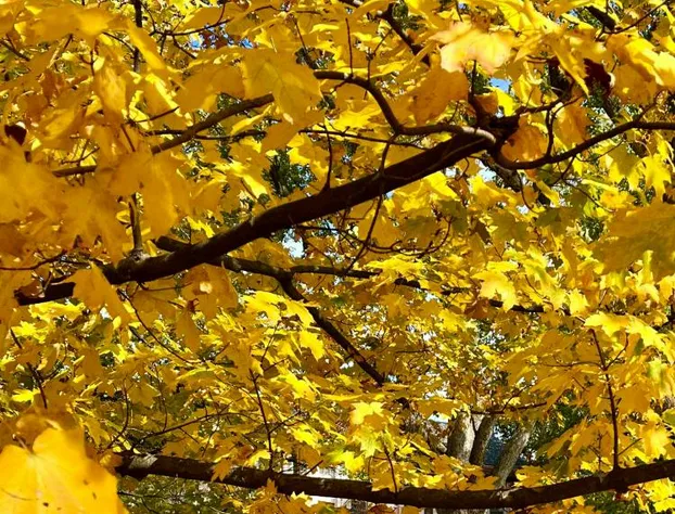 Charred Oaks Inn hotel detail image 3