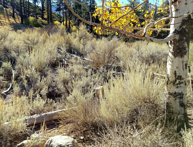 The Woodfords Inn hotel detail image 1