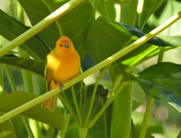 Hale Maluhia Country Inn hotel detail image 3