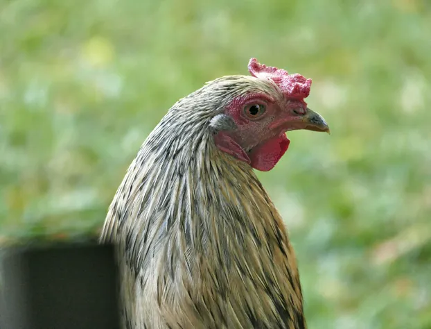 Hale Maluhia Country Inn hotel detail image 4