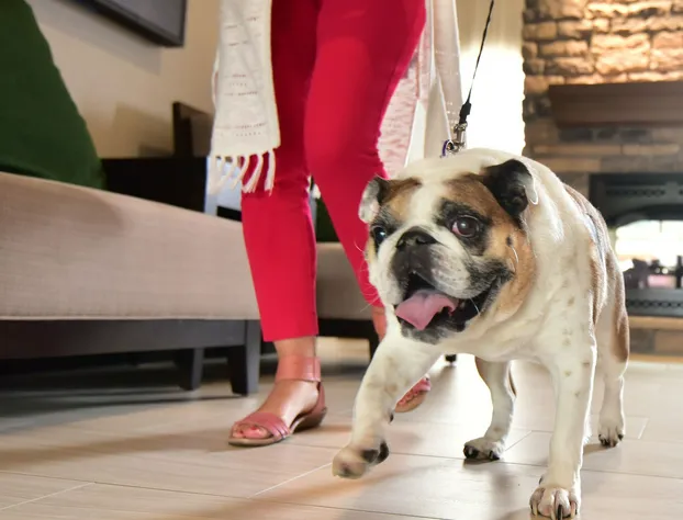 Staybridge Suites Wisconsin Dells - Lake Delton by IHG hotel detail image 3