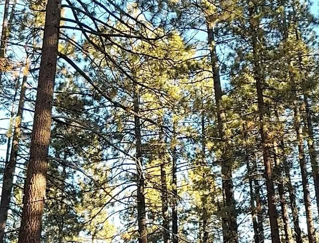 Colorado Lodge hotel detail image 3