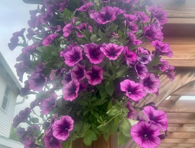 Lake Huron Lodge hotel detail image 1