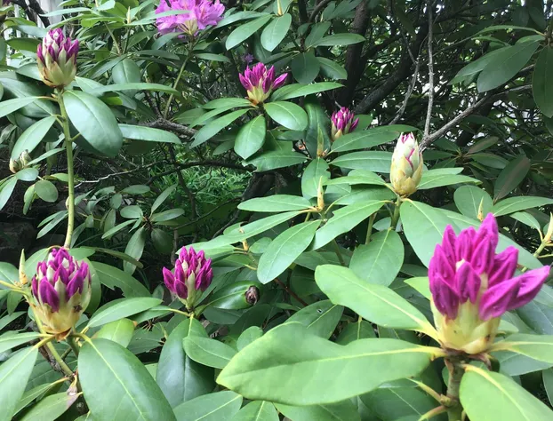 Garden Studio hotel detail image 4