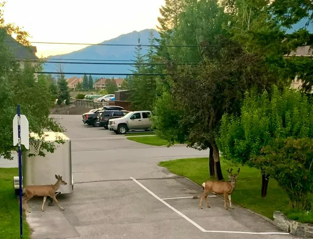 Mountain Springs Motel hotel detail image 4