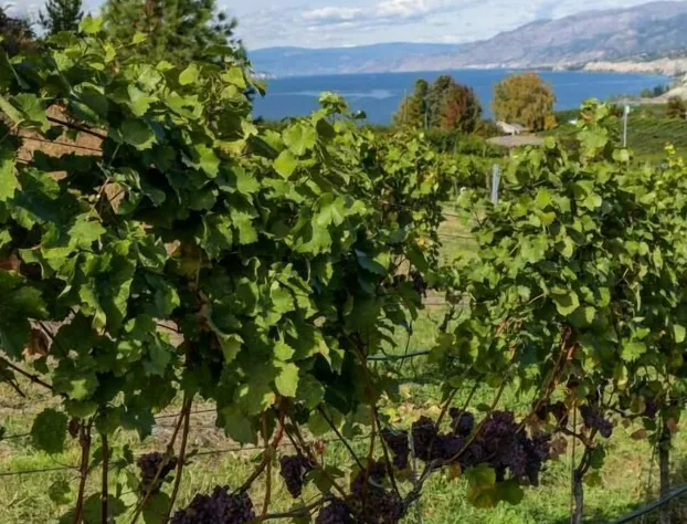 Munson Mountain Estates hotel detail image 4