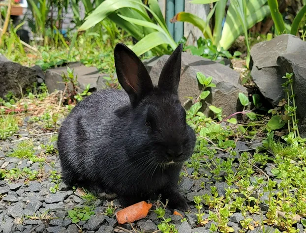 Sea Sprite at Haystack Rock hotel detail image 3
